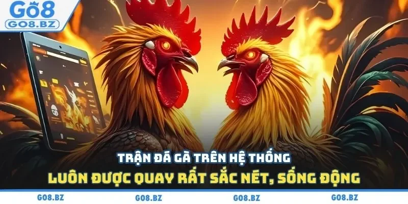 Trận đá gà trên hệ thống luôn được quay rất sắc nét, sống động