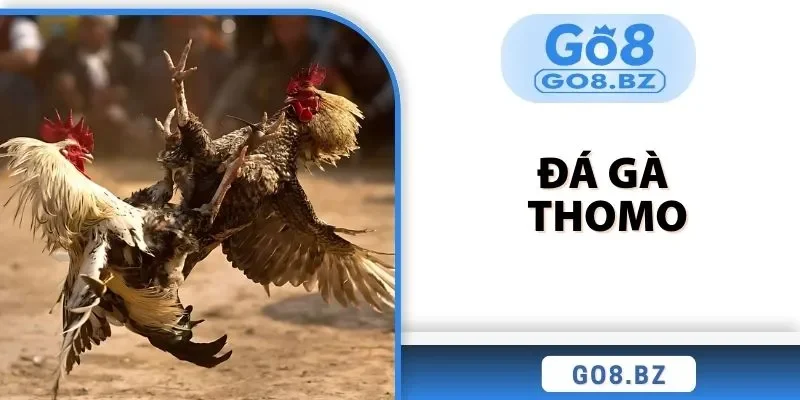 đá gà thomo